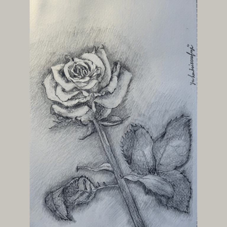 バラの鉛筆画。細部まで丁寧に描き込まれた作品単体の写真。